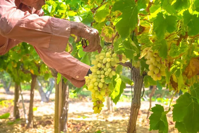 Crete gourmet wine grapes